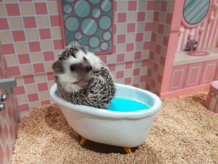 Social Media-Friendly Hedgehog Cafe Opens in Tokyo